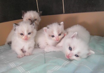 les chatons - portée Holly - 3 semaines - Chatterie Ragdolls du Val de Beauvoir